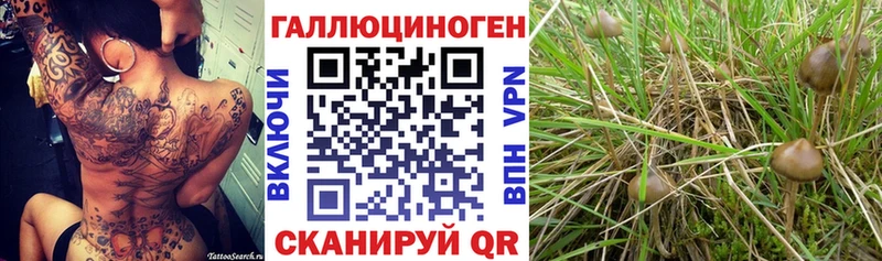 Псилоцибиновые грибы Psilocybine cubensis  Домодедово 